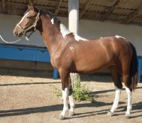 Американский Пэйнтхорс Американский Пэйнтхорс